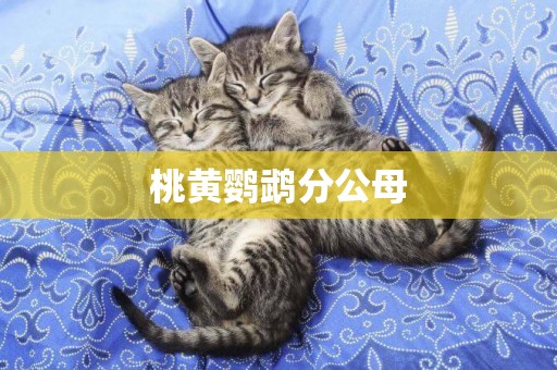 桃黃鸚鵡分公母