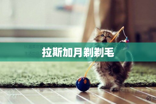 拉斯加月剃剃毛