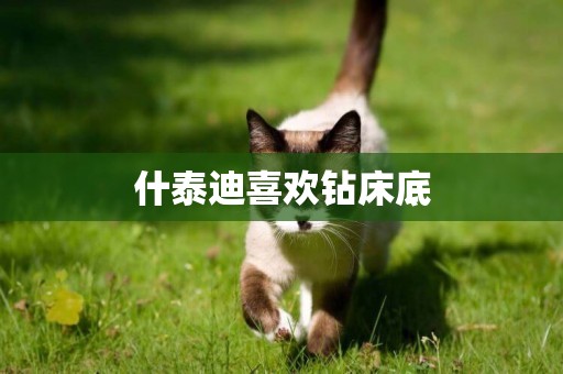 什泰迪喜歡鉆床底