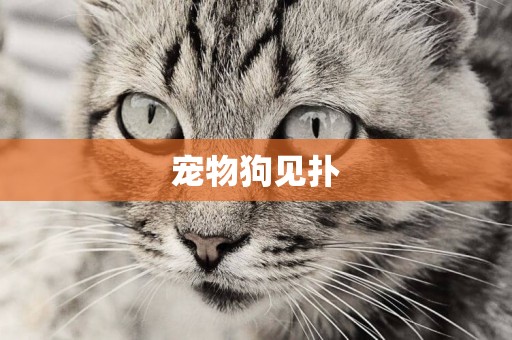 寵物狗見撲