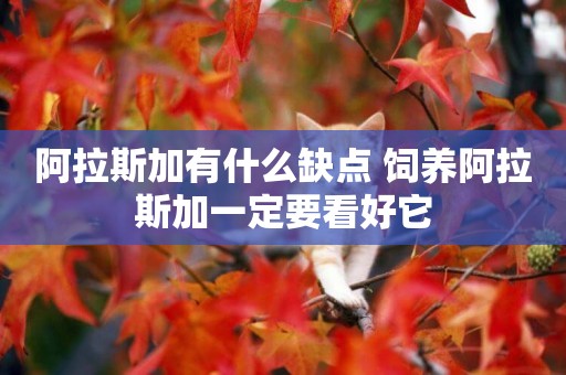 阿拉斯加有什么缺點 飼養阿拉斯加一定要看好它