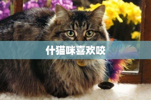 什貓咪喜歡咬