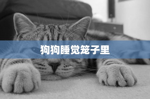 狗狗睡覺籠子里