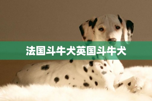 法國斗牛犬英國斗牛犬