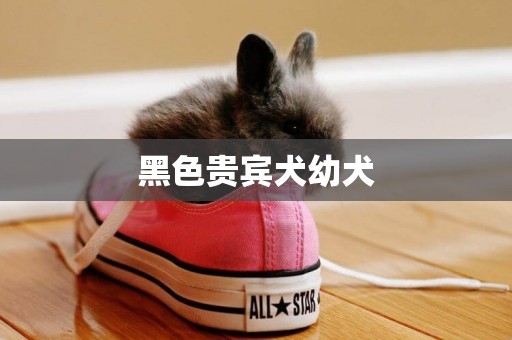 黑色貴賓犬幼犬