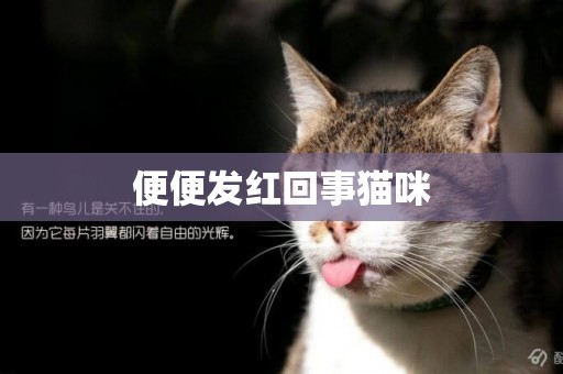 便便發紅回事貓咪