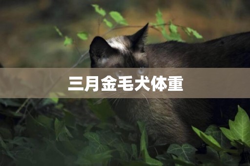 三月金毛犬體重