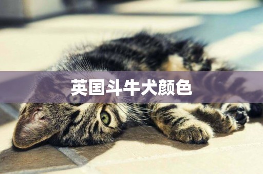 英國斗牛犬顏色