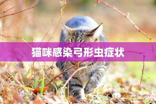 貓咪感染弓形蟲癥狀