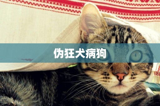 偽狂犬病狗
