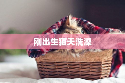 剛出生貓天洗澡