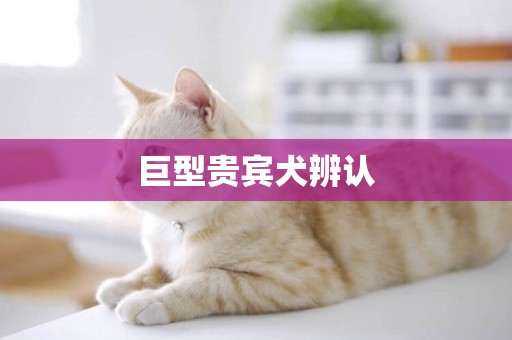 巨型貴賓犬辨認