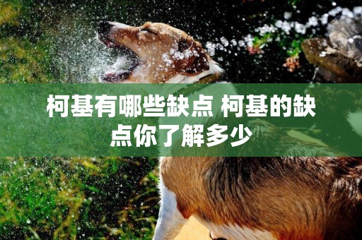 柯基有哪些缺點 柯基的缺點你了解多少