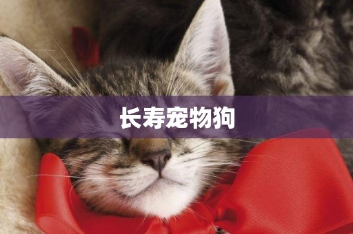長壽寵物狗