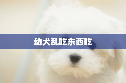 幼犬亂吃東西吃