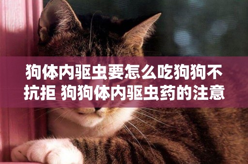 狗體內驅蟲要怎么吃狗狗不抗拒 狗狗體內驅蟲藥的注意事項