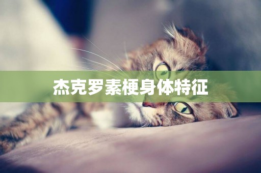 杰克羅素梗身體特征