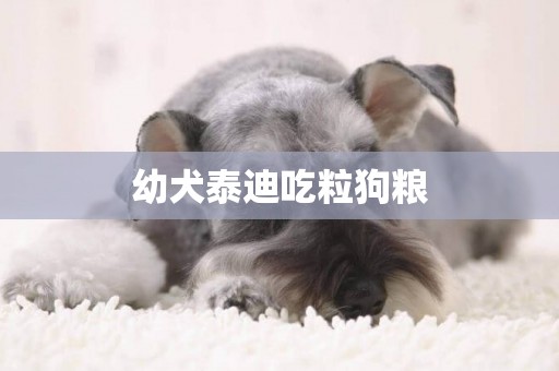 幼犬泰迪吃粒狗糧
