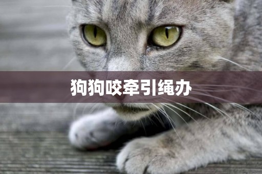 狗狗咬牽引繩辦