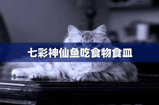 七彩神仙魚吃食物食皿
