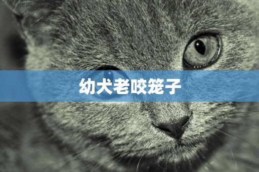 幼犬老咬籠子