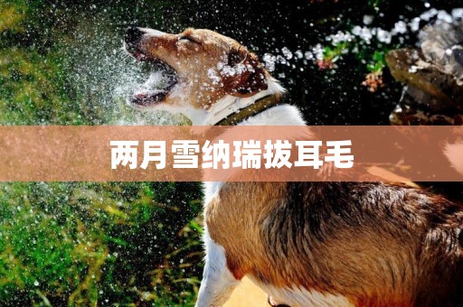 兩月雪納瑞拔耳毛