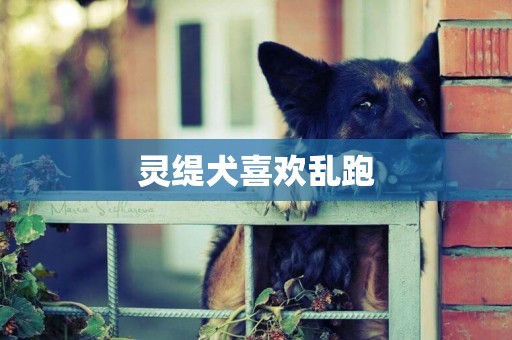 靈緹犬喜歡亂跑
