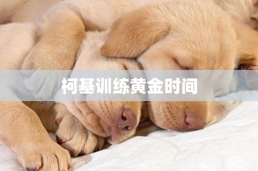 柯基訓練黃金時間