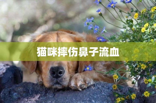 貓咪摔傷鼻子流血