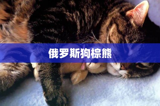 俄羅斯狗棕熊