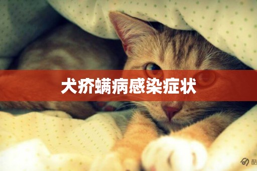 犬疥螨病感染癥狀
