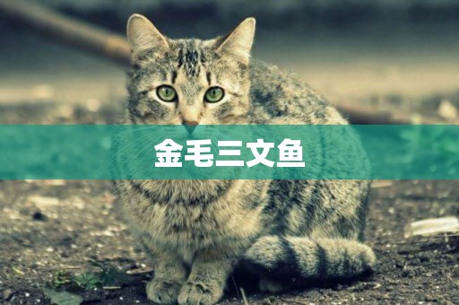 金毛三文魚