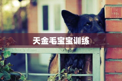 天金毛寶寶訓練