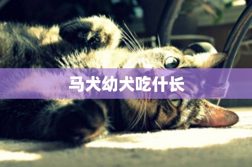 馬犬幼犬吃什長