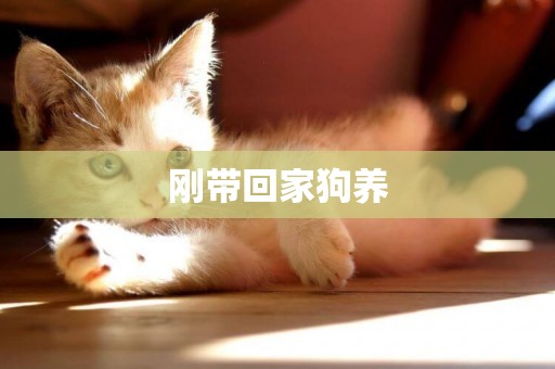 剛帶回家狗養