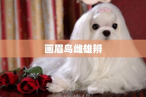 畫眉鳥雌雄辨