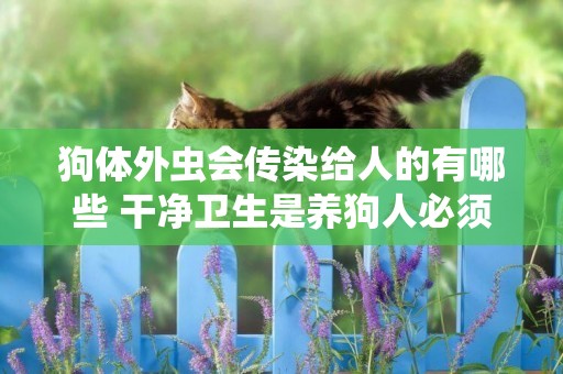 狗體外蟲會傳染給人的有哪些 干凈衛生是養狗人必須素養
