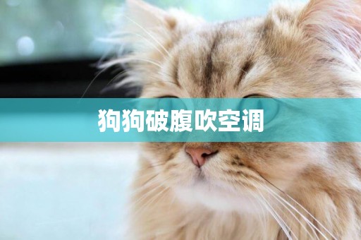 狗狗破腹吹空調