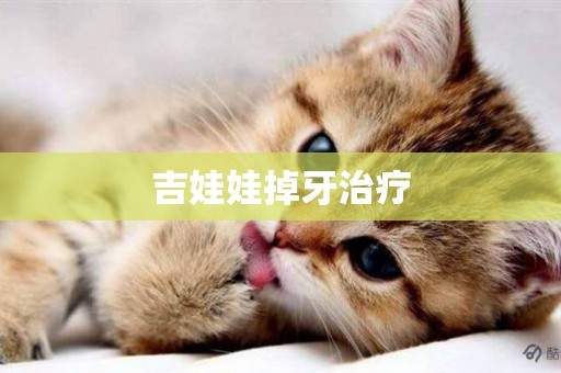 吉娃娃掉牙治療