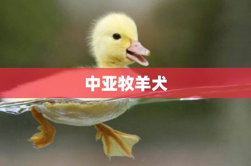 中亞牧羊犬