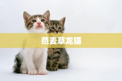 燕麥草龍貓