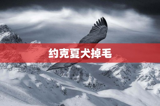 約克夏犬掉毛