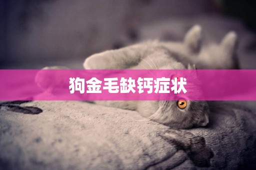 狗金毛缺鈣癥狀