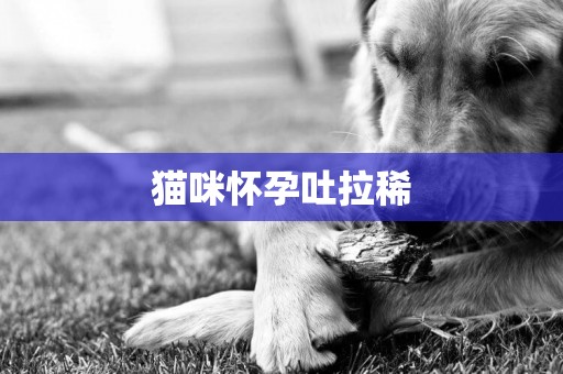 貓咪懷孕吐拉稀