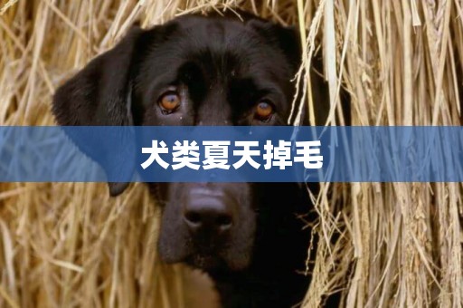 犬類夏天掉毛