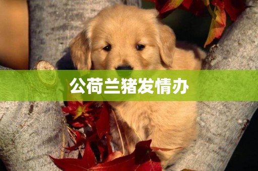 公荷蘭豬發情辦