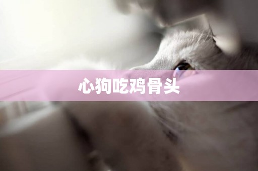 心狗吃雞骨頭