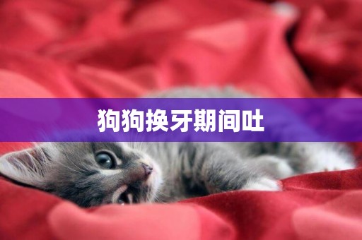 狗狗換牙期間吐