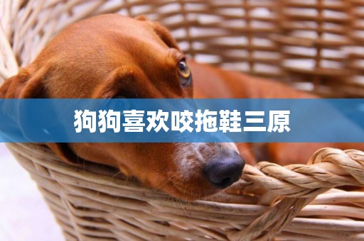 狗狗喜歡咬拖鞋三原