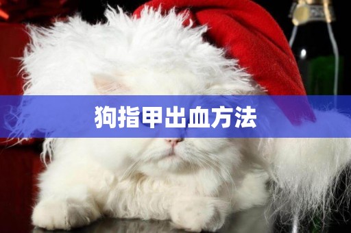 狗指甲出血方法